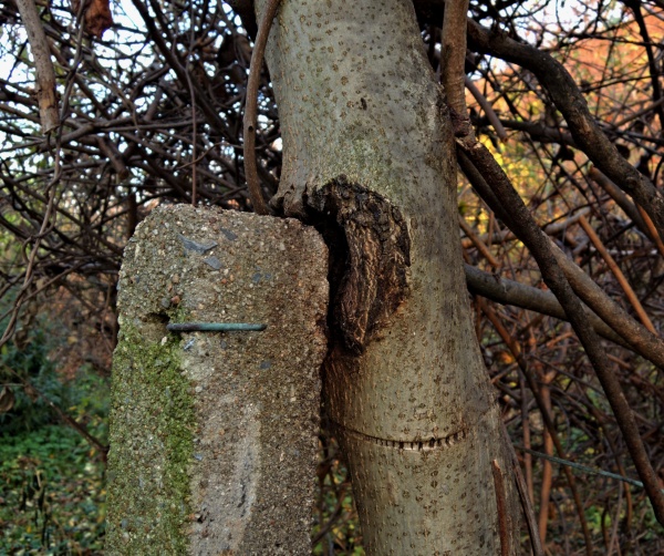 Po&scaron;kozen&iacute; stromu o&nbsp;konstrukci