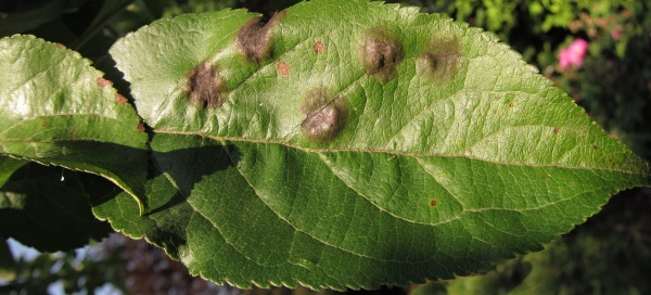 List jabloně napaden&yacute; strupovitost&iacute;