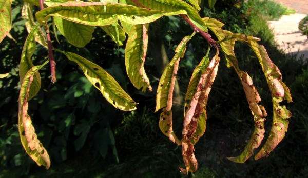 Such&aacute; skvrnitost listů na broskvoni