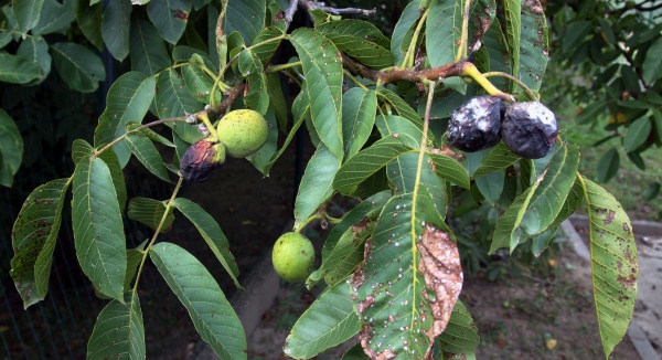 Hnědnut&iacute; listů oře&scaron;&aacute;ku