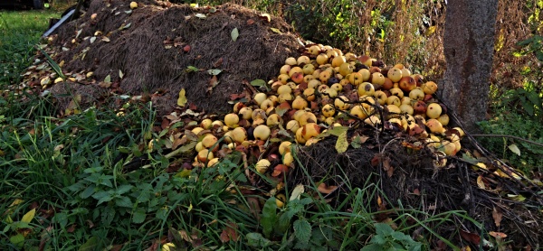 Kompostov&aacute;n&iacute; organick&eacute;ho odpadu z&iacute;sk&aacute;me kvalitn&iacute; hnojivo