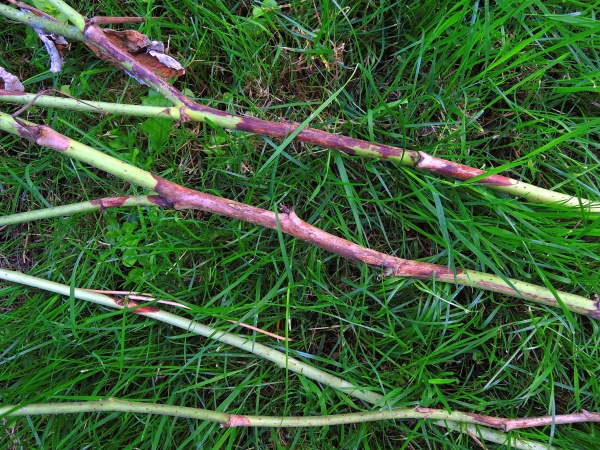 Př&iacute;znaky odum&iacute;r&aacute;n&iacute; malin&iacute;ku