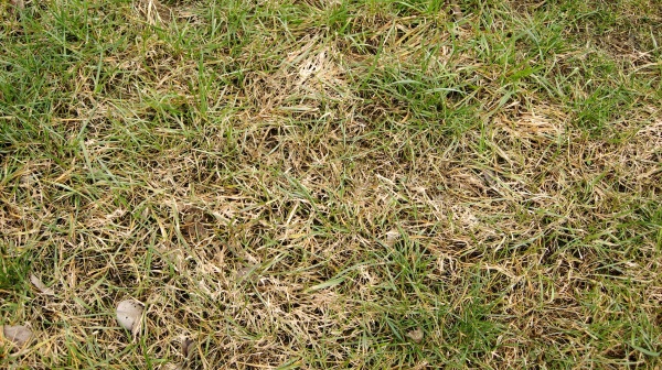 Vyzimov&aacute;n&iacute; tr&aacute;vn&iacute;ku