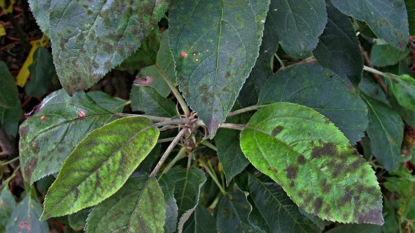 Strupovitost jabloně na listech