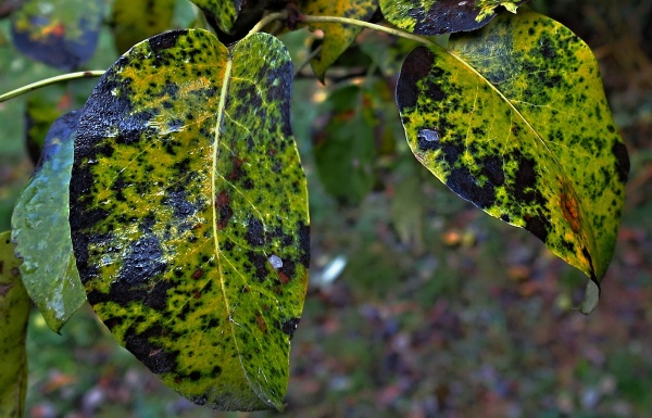 Strupovitost hru&scaron;ně na listech