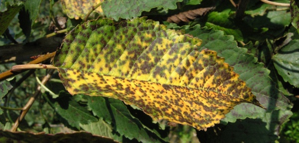 Skvrnitost listů tře&scaron;ně na listech