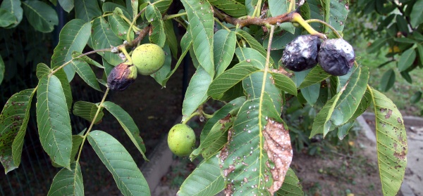 Hnědnut&iacute; listů oře&scaron;&aacute;ku na listech