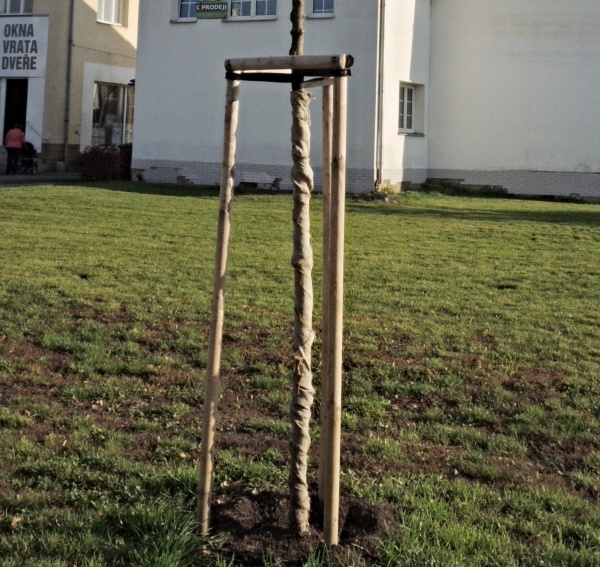 Vysok&yacute; stromek s&nbsp;oporou a&nbsp;ochranou proti okusu