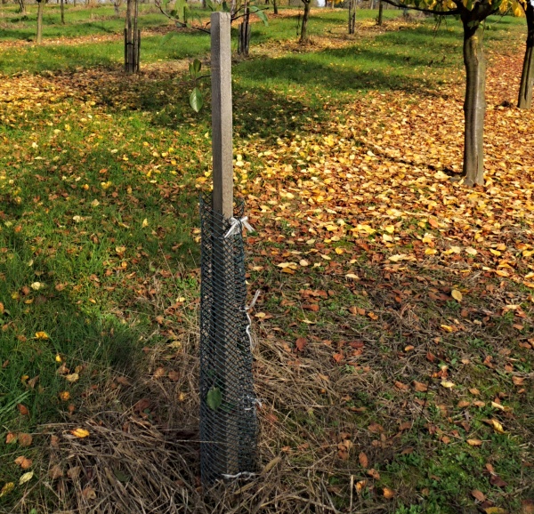 Ovocn&yacute; stromek s&nbsp;oporou a&nbsp;chr&aacute;ničem proti okusu