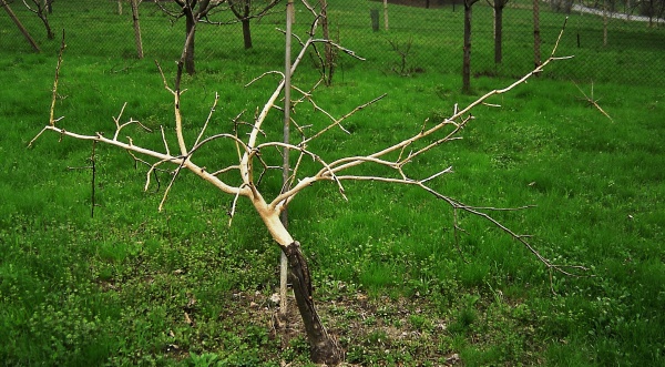 Stromek po&scaron;kozen&yacute; ohryzem za vysok&eacute; sněhov&eacute; pokr&yacute;vky