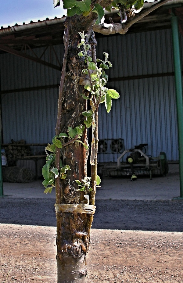 Přemostěn&iacute; ohryzu rouby