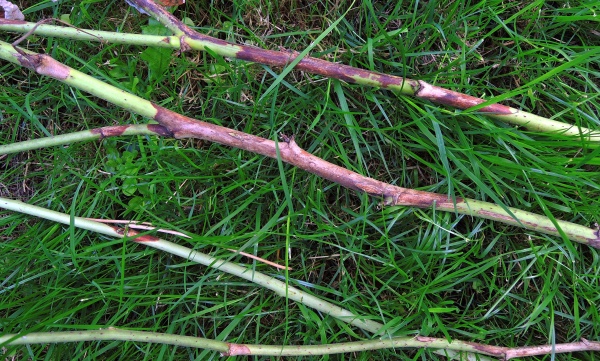 Př&iacute;znaky odum&iacute;r&aacute;n&iacute; malin&iacute;ku