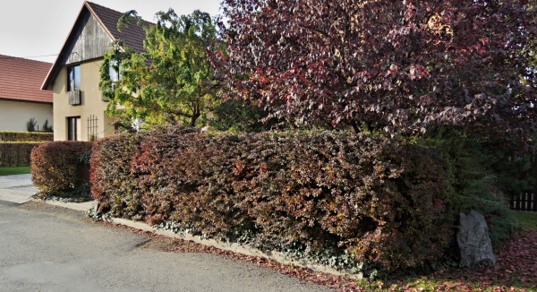 Živ&yacute; plot chr&aacute;n&iacute; před nepř&iacute;zniv&yacute;m působen&iacute;m větru