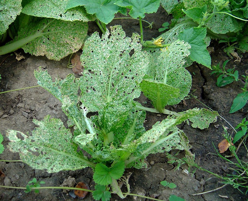 Po&scaron;kozen&iacute; pekingsk&eacute;ho zel&iacute; dřepč&iacute;kem