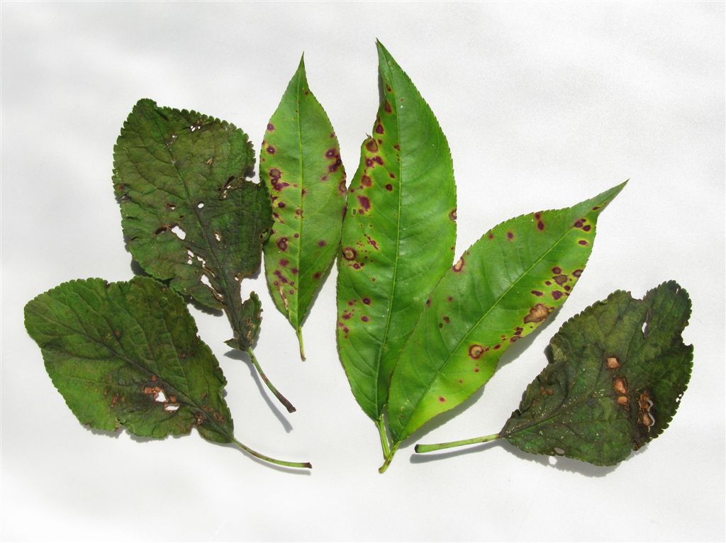 D&iacute;rkovitost listů na slivoni