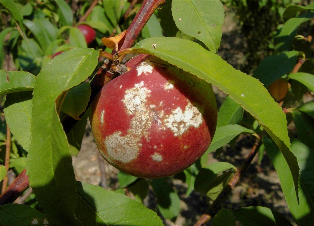 Padl&iacute; broskvoňov&eacute;