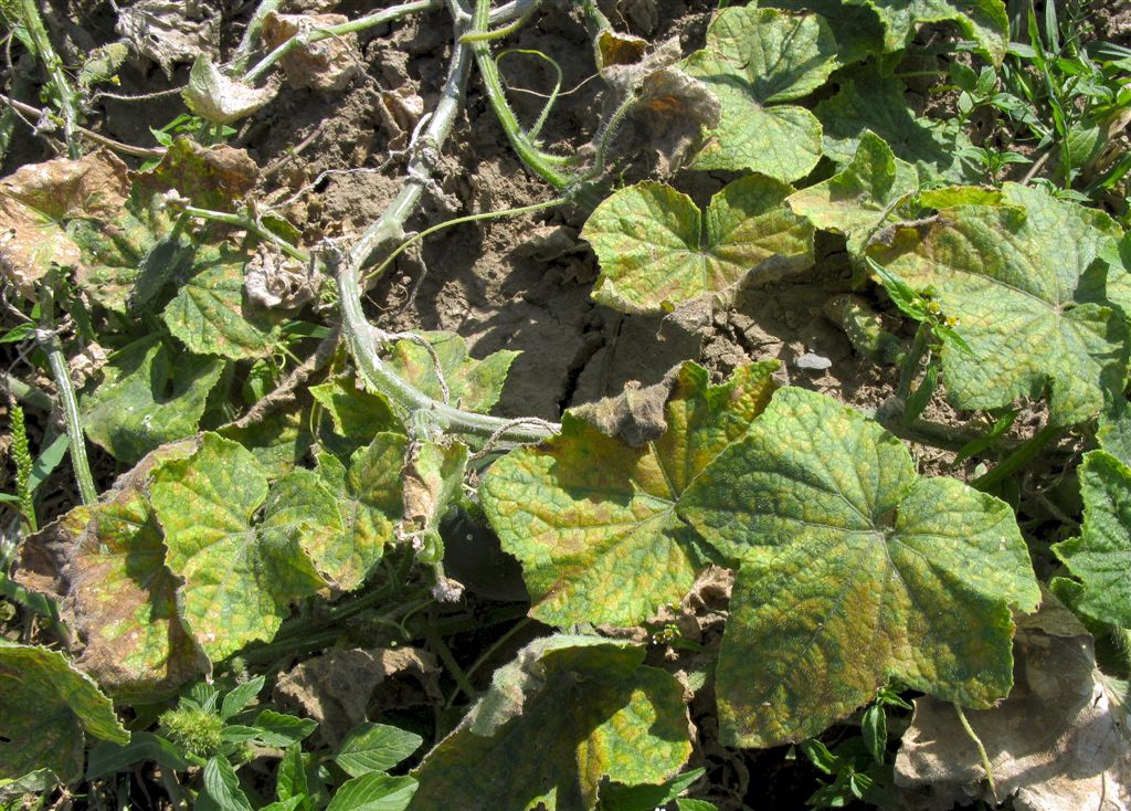 Pl&iacute;seň okurkov&aacute;