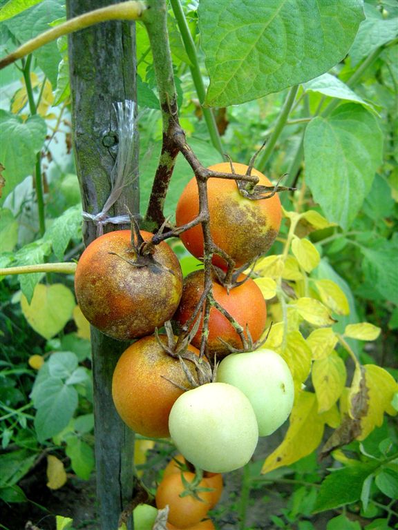 Pl&iacute;seň rajčatov&aacute;