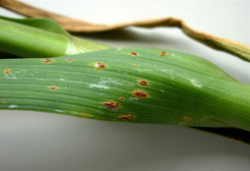 Rzivost p&oacute;rovit&yacute;ch (rez p&oacute;rov&aacute;)